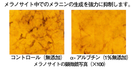 アルブチンとは